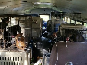 Inside Tony Alsup's animal-rescue bus.