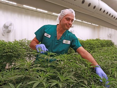 Master grower Bill Vasilakakos checks cannabis plants growing at Boaz Crafting Cannabis in Calgary on Wednesday September 26, 2018. Gavin Young/Postmedia