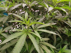 Cannabis plants grow at Boaz Crafting Cannabis in Calgary on Wednesday September 26, 2018. Gavin Young/Postmedia