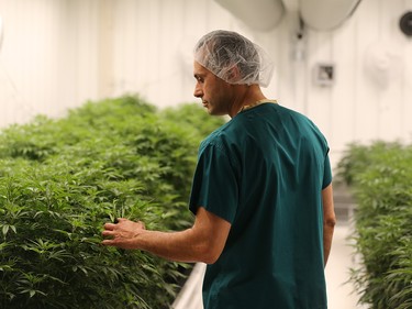 Master grower Bill Vasilakakos checks cannabis plants growing at Boaz Crafting Cannabis in Calgary on Wednesday September 26, 2018. Gavin Young/Postmedia