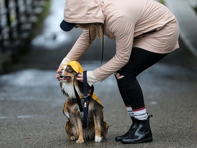 Charlie was ready for the cool and rainy day in Calgary with owner Kayla Skerry on Thursday morning September 27, 2018.