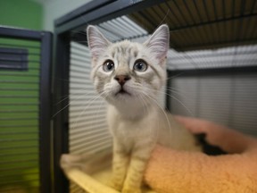 A young kitten up for adoption stretches its legs in Calgary, Alta on Saturday August 13, 2016.