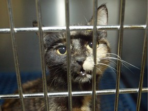 Police say detectives were able to identify a total of six cats which had suffered wounds 'consistent with animal abuse,' including two who had to be put down as a result of their injuries. (This particular cat is not one of the abused.)