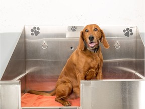 Avenue West End, with its onsite dog wash, is one of a growing number of condo developments and communities giving closer thought to Calgarians and their pets.