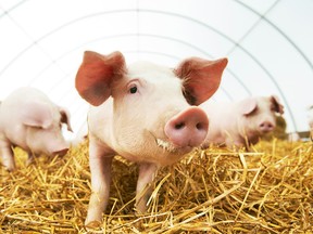 A warmer planet will mean skinner hogs, according to a new report from Scientific American.