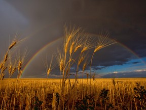A storm clears during harvest in southern Alberta.