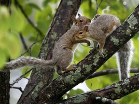 In this Tuesday, Sept. 11, 2018 photo a pair of squirrels frolic in a tree in Portland, Maine. There's a bumper crop of squirrels in New England, and the frenetic critters are frustrating farmers by chomping their way through apple orchards, pumpkin patches and corn fields.