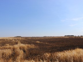 A crop of barley was set ablaze after a 19-year-old Edmonton man drove his vehicle through the field, located next to Highway 21 in Strathcona Countyon Friday, Sept. 7, 2018. The male suspect was arrested and charged with mischief over $5,000.