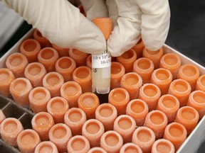 A researcher pulls a frozen vial of human embryonic stem cells at the University of Michigan Center for Human Embryonic Stem Cell Research Laboratory in this 2008 file photo.