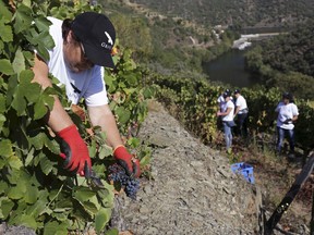 In this photo taken Sept. 12, 2018, workers pick grapes on the slopes above the Tavora river where it meets the Douro river, in the background, near Tabuaco, northern Portugal. The scorching late summer sun of northern Portugal is ripening the black, super-sweet grapes that will go to make what European Union rules say is the only wine in the world that can be called port. But port wine's second-largest export market is the United Kingdom, and the impending British exit from the EU is throwing port's almost 50 million euros' ($58 million) worth of annual business there into doubt.