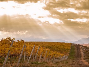 Harvest at Osoyoos vineyard. Photo from BC Wine Institute IMG_2774