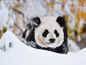 Panda cub Yueyue frolics in the snow at the Calgary Zoo on Tuesday, Oct,2m 2018.