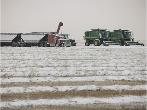 Waiting for the snow to melt east of Barons, Ab., on Wednesday, October 10, 2018. Mike Drew/Postmedia