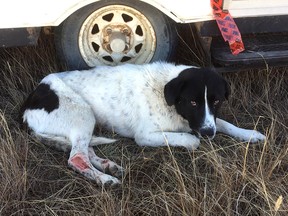 Carson, a border collie cross, was hit by a car, resulting in extensive road rash and a dislocated hip. He is one of the animals up for adoption at the Alberta Animal Rescue Crew Society in Calgary.