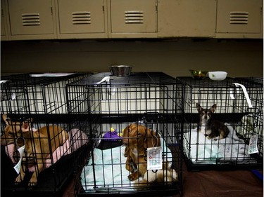 Pets are seen as people seek safety in a shelter as Hurricane Michael approaches on October 10, 2018 in Panama City, Florida. - Hurricane Michael closed in on Florida's Gulf Coast on Wednesday as an "extremely dangerous" category four storm packing powerful winds and a huge sea surge, US forecasters said. The Miami-based National Hurricane Center said the storm, which local forecasters are calling an "unprecedented" weather event for the area, is expected to slam ashore later in the day with "life-threatening" storm surges.