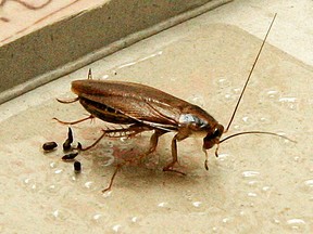 File photo of a cockroach shown in a trap in downtown Edmonton.