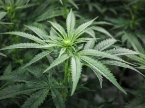 Marijuana plants are shown at a cultivation facility in Olds, Alta., Wednesday, Oct. 10, 2018.  Shifting statements from U.S. border officials have prompted some Canadian cannabis industry players to think twice about traveling south of the border, just weeks before a significant pot industry conference in Las Vegas. THE CANADIAN PRESS/Jeff McIntosh