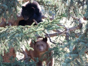 Two orphaned black bear cubs, pictured in a recent trail camera photo by the Cochrane Ecological Institute, will be allowed to stay at the facility until at least 2019.