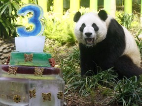 The Calgary Zoo is throwing a birthday bash for its panda cubs with two specially themed parties. Jia Yueyue, pictured here, was treated to a butterfly garden party to kick off the bears' third birthdays.