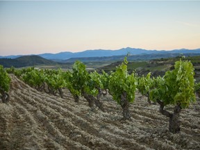 Grapes growing in the Rioja region in northwest Spain. Photo, Valerie Fortney