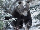 This grizzly bear was spotted in Banff National Park by photographer Liam Boland on Nov. 8, 2018. iIt's believed to be the infamous grizzly called The Boss.