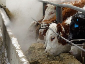 Cattle are fed on a feedlot near Airdrie. Farmers are now required to get a veterinary prescription before purchasing antibiotics for their animals.