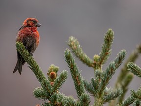 A white-winged crossbill sits in a tree near the Highwood Pass on Sept. 4, 2018. A new paper based on research from around the globe concludes that human beings have radically reshaped evolution for everything from birds to fish to plants.