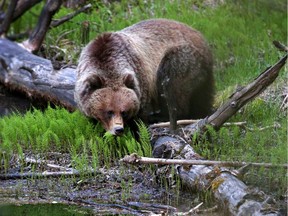 The new parks and recreation areas proposed for Alberta's Bighorn Country will help preserve biological diversity and the quality of drinking water for 1.5 million people, say columnists.