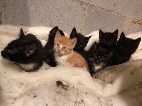 Rescued kittens are shown in Alix, Alta., in this recent handout photo. Fifteen cats and kittens are safe and warm at an animal shelter after being found in plastic storage boxes at the side of a highway in central Alberta. The Saving Grace Animal Society says the felines were discovered in the taped-up tubs near train tracks between Erskine and Stettler.The boxes had air holes punched in them, but the kittens were soaked in their own urine and feces.