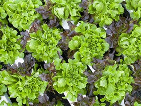 Lettuce grown indoors. Courtesy the Star Group.