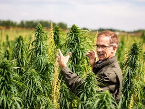 Danny Fieldberg in his hemp fields near Medicine Hat. Photo credit Invest Medicine Hat.