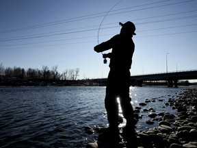 An angler fishes along the banks of the Bow River near the Glenmore Trail in southeast Calgary on December 29, 2011. Research by the U of C suggests that rainbow trout populations have declined by as much as 50 percent in recent years.