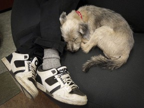 A dog sleeps with his owner as evacuees from the Fort McMurray wildfires continue to arrive at an evacuation centre in Lac la Biche, Alta., Saturday, May 7, 2016. A Calgary researcher says the Fort McMurray wildfire in 2016 showed how pets are often overlooked in disaster planning.