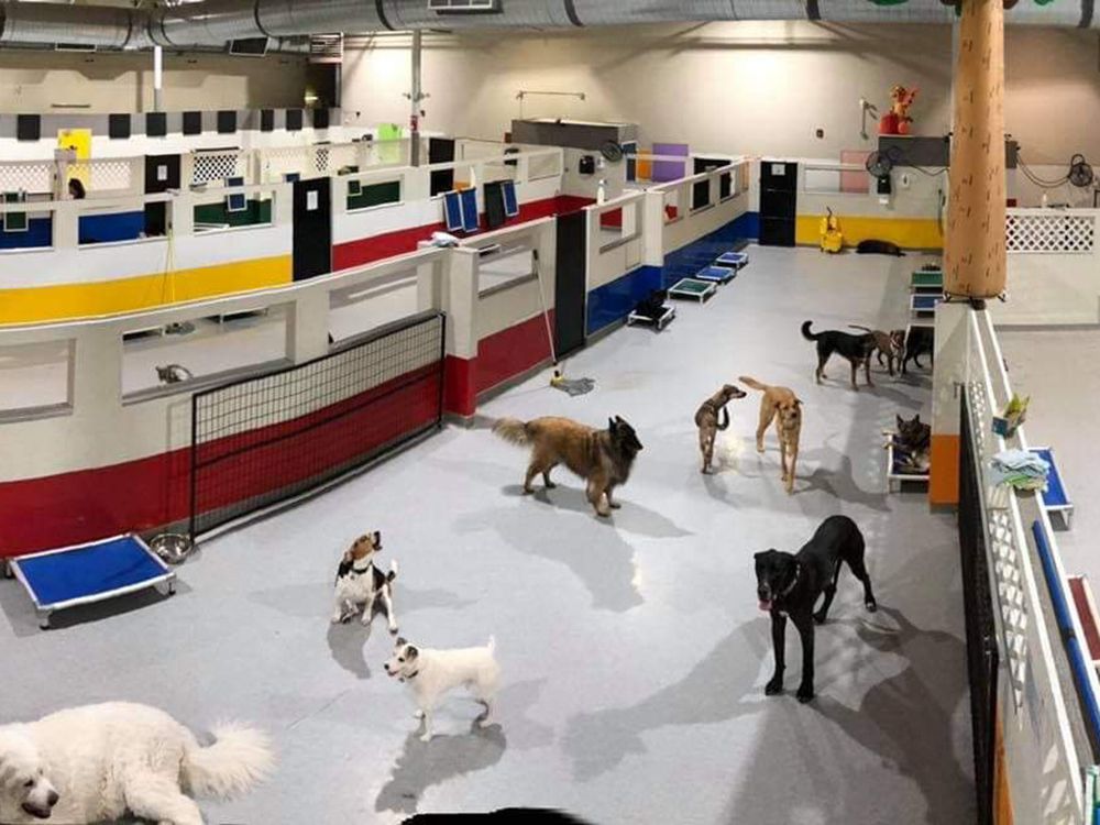 Chasin’ Tails offers fear-free dog daycare and training | Calgary Herald