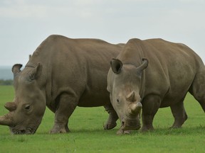 This file photo taken on March 20, 2018 shows Najin (L) and Fatu, the two remaining Northern White Rhino as they graze together in their paddock at the ol-Pejeta conservancy in Nanyuki. Months after the death of Sudan, the world's last male northern white rhino, scientists said On July 4, 2018 they have grown embryos containing DNA of his kind, hoping to save the subspecies from extinction.