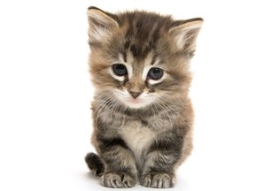 Stock photo of a baby tabby kitten.