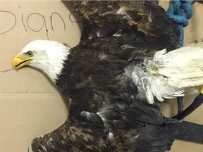 One of the Alberta Birds of Prey Centre's Bald Eagles lies dead after contracting West Nile Virus near Coaldale, Alta., in the summer of 2018.