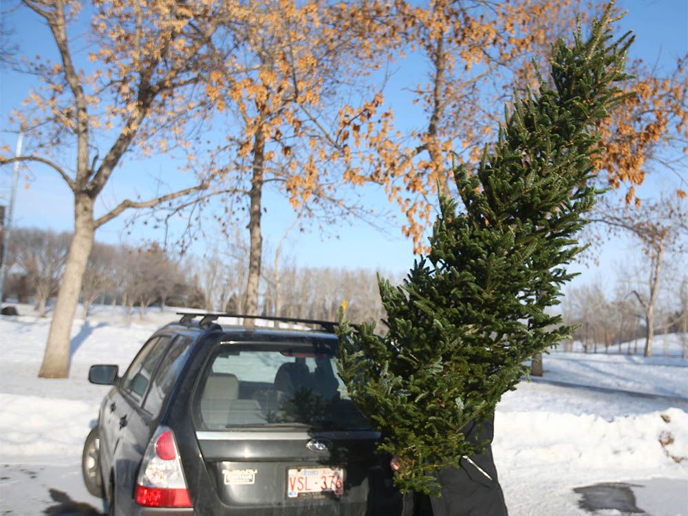 Calgary's Christmas tree composting program begins Calgary Herald
