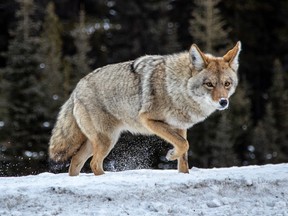 A coyote hunts near Lower Kananskis Lake on Wednesday, December 5, 2018. Mike Drew/Postmedia