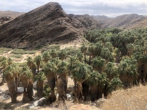 Incredible desert scenery awaits on a Jeep tour at Indian Canyons near Palm Springs.