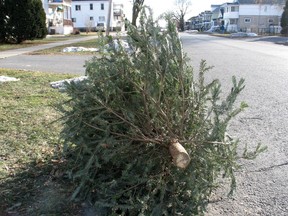 Don't give your tree to the city. Leave it in your backyard and watch nature take its course, says conservationist Dan Kraus.