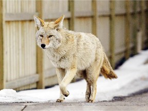 File photo of a coyote in Calgary