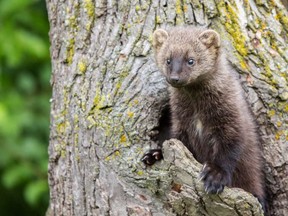 Six fishers (an endangered species in the weasel family) from Alberta have been released in Washington state as part of a conservation project to reintroduce the critters to the habitat after being hunted nearly to extinction.
