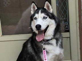 Siberian Husky Maverick is believed to be in the city's northwest or just outside the city.