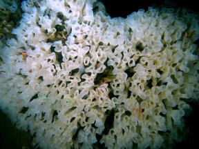 Tall, thin sea sponges like this one can survive in low-oxygen environments using a chimney effect to filter water. (Photo courtesy of Sally Leys)