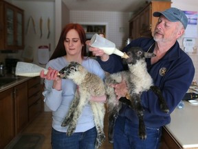 Barry Richards, with the help of his daughter Estelle Coulson, feed the two surviving lambs in his Cochrane-area home on Wednesday January 23, 2019, a day after a starving cougar killed dozens of sheep on his farm. Leah Hennel/Postmedia