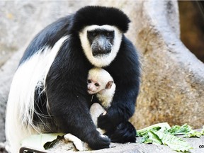The Calgary Zoo is welcoming its newest addition, a baby Eastern Black and White Colobus monkey, named Kijini, which means 'elf' in Swahili. ORG XMIT: rHk0zdA4pyn-HUwxkVW8