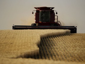 Winter wheat is harvested in a field near McCracken, Kan.on June 15, 2018. Canada's wheat exports to China jumped nearly 200 per cent from January to November 2018 as the Asian country stopped buying from American farmers amid a tariff dispute.