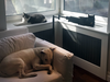 Ojis the one-eyed black cat with Flanagan and Obie the bull terrier in a favourite window at Christie Blatchford's home.