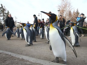 King penguins thrill visitors during the daily penguin walk at the Calgary Zoo on Friday, Jan. 11, 2019.
